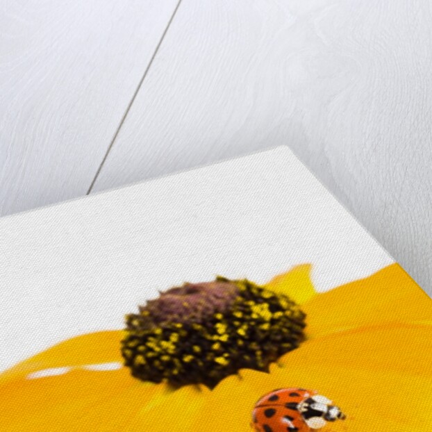 Ladybug on Black-eyed Susan by Anonymous