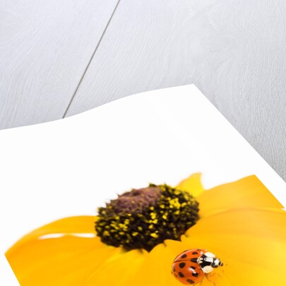 Ladybug on Black-eyed Susan by Anonymous