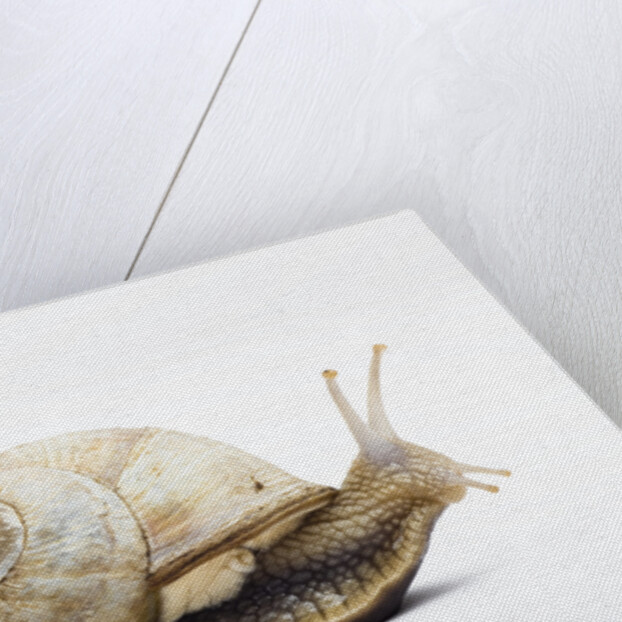 Snail by Anonymous