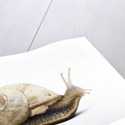 Snail by Anonymous