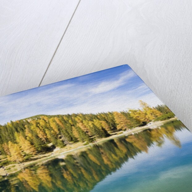 Larch Trees on Lake Seebensee by Anonymous