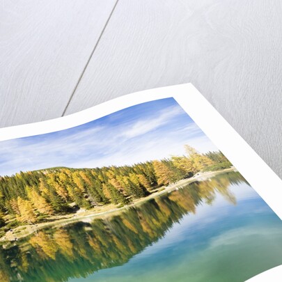 Larch Trees on Lake Seebensee by Anonymous