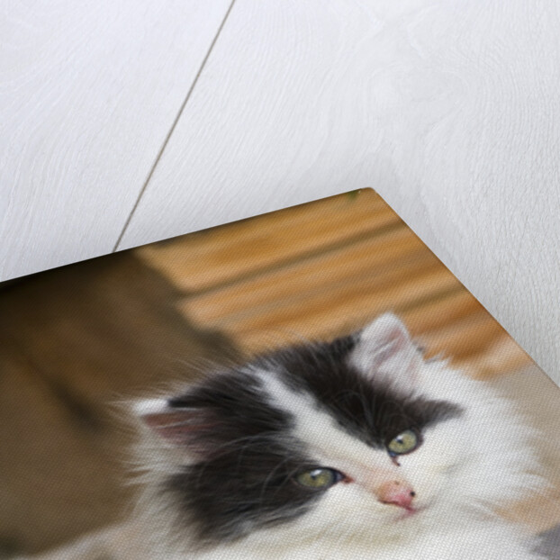 Black and White Kitten by Anonymous