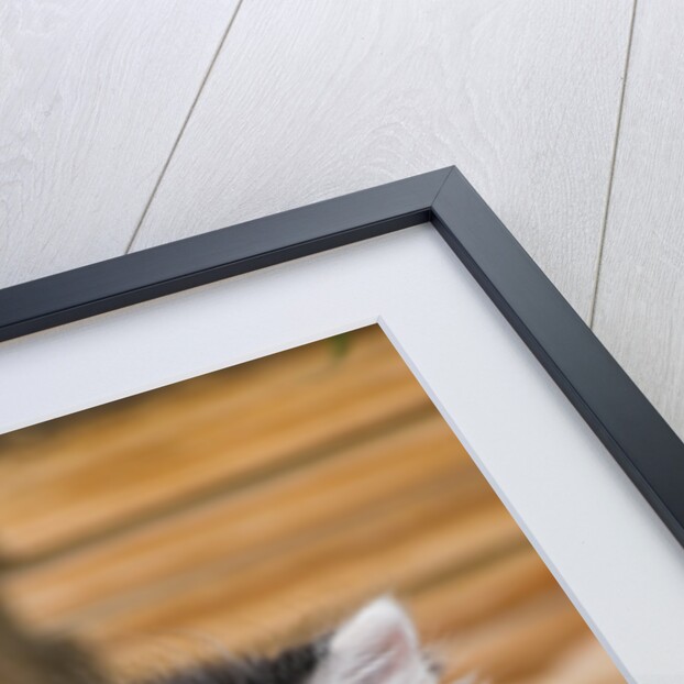 Black and White Kitten by Anonymous