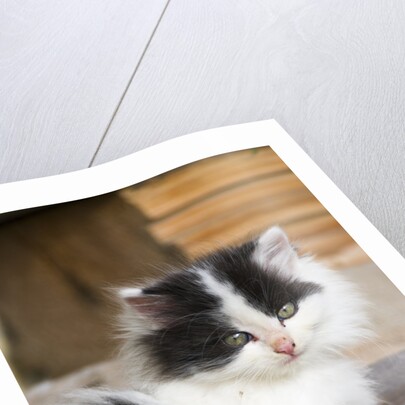 Black and White Kitten by Anonymous