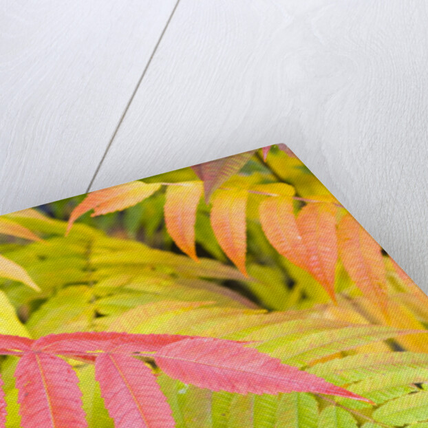 Sumac Leaves by Anonymous