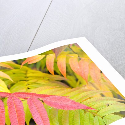 Sumac Leaves by Anonymous