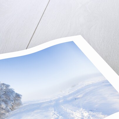 Frost and First Snow on Meadow by Anonymous