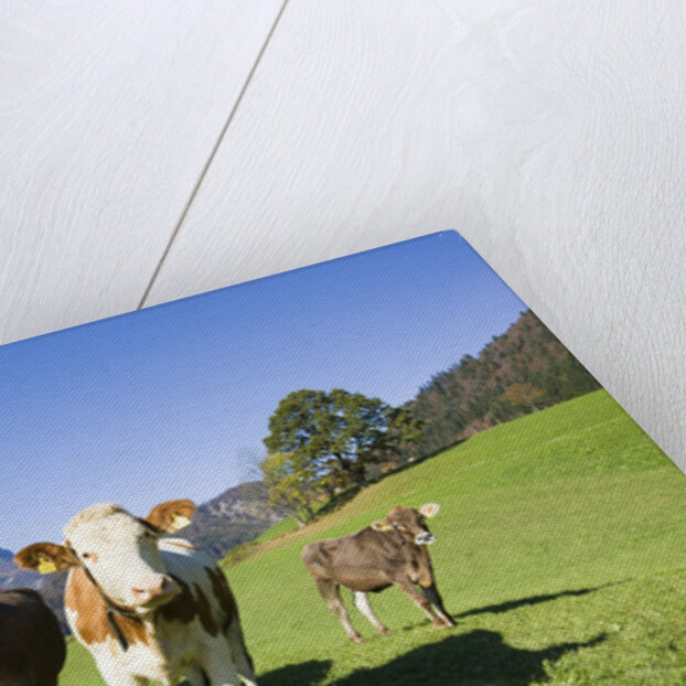 Cows in Alpine Meadow by Anonymous