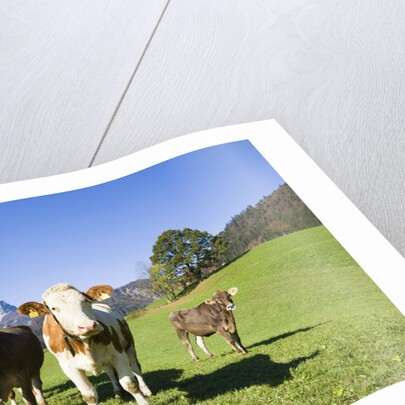 Cows in Alpine Meadow by Anonymous