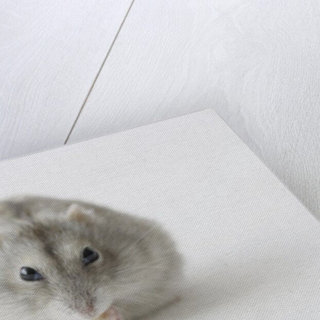 Hamster eating food by Anonymous