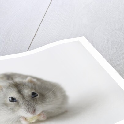 Hamster eating food by Anonymous
