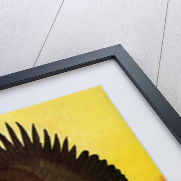 Illustration of Flying Bald Eagle Holding Salmon in Claws by Stark Davis