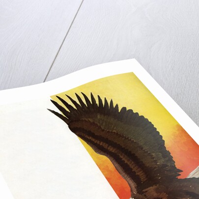 Illustration of Flying Bald Eagle Holding Salmon in Claws by Stark Davis