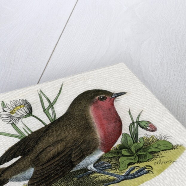 Robin Red-Breast Illustration by Anonymous
