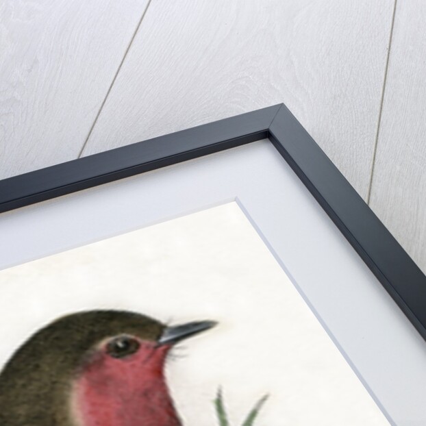 Robin Red-Breast Illustration by Anonymous