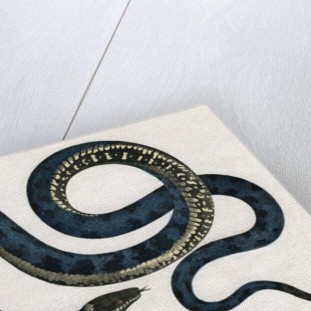 Ringed or Common Snake Illustration by Anonymous