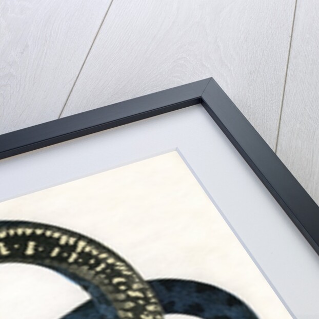 Ringed or Common Snake Illustration by Anonymous