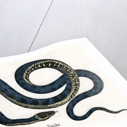 Ringed or Common Snake Illustration by Anonymous