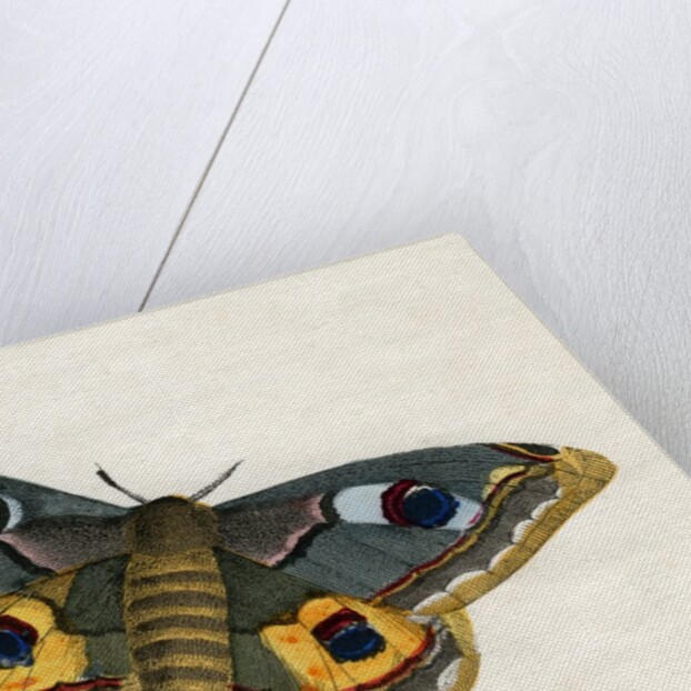The Emperor Moth Illustration by Anonymous