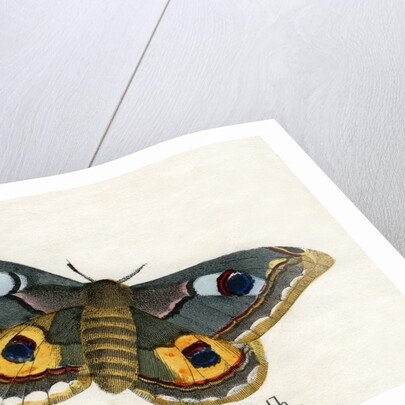 The Emperor Moth Illustration by Anonymous