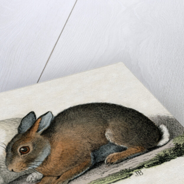 Rabbits Illustration by Anonymous