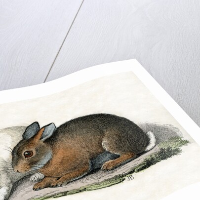 Rabbits Illustration by Anonymous