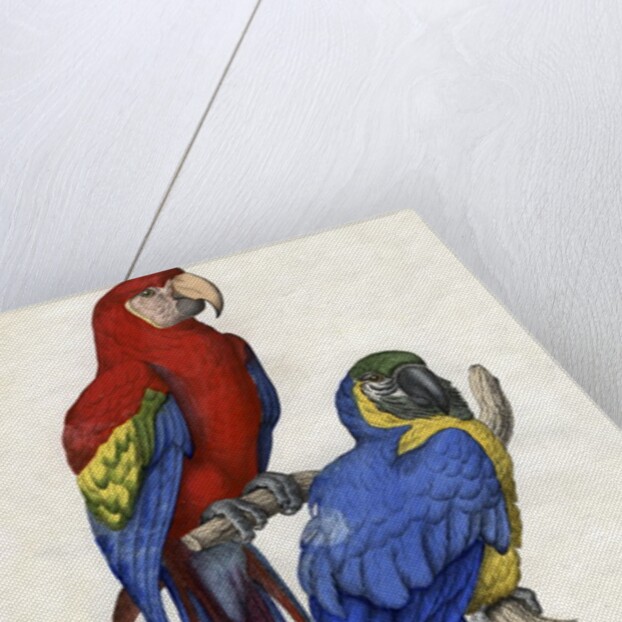 Aracangua and Blue and Yellow Macaw Illustration by Anonymous