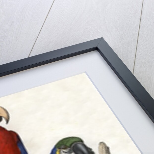 Aracangua and Blue and Yellow Macaw Illustration by Anonymous