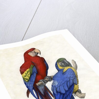 Aracangua and Blue and Yellow Macaw Illustration by Anonymous