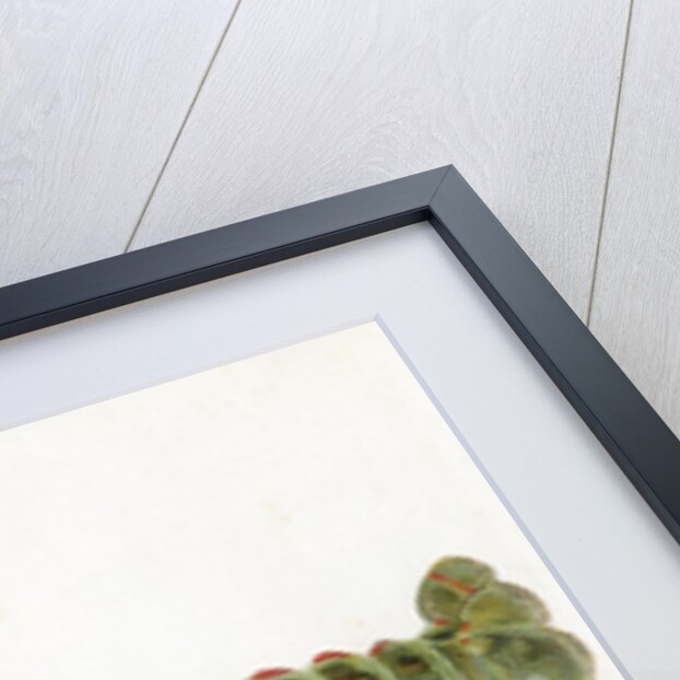 American Lobster (Homarus Americanus Illustration by Sherman Foote Denton