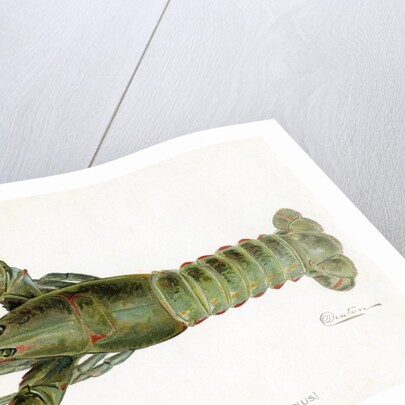 American Lobster (Homarus Americanus Illustration by Sherman Foote Denton
