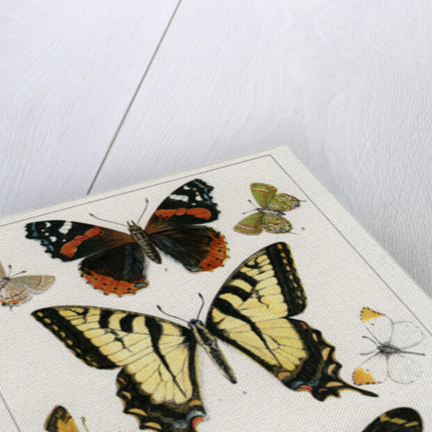 American Butterflies by Julius Bien