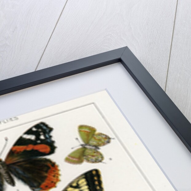 American Butterflies by Julius Bien