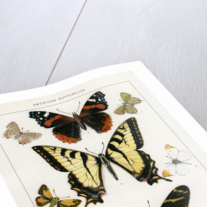 American Butterflies by Julius Bien