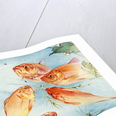 Illustration of Koi by Edward Julius Detmold