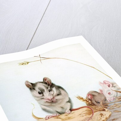 Illustration of Mice by Edward Julius Detmold