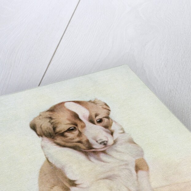 Illustration of St. Bernard Puppy by Edward Julius Detmold