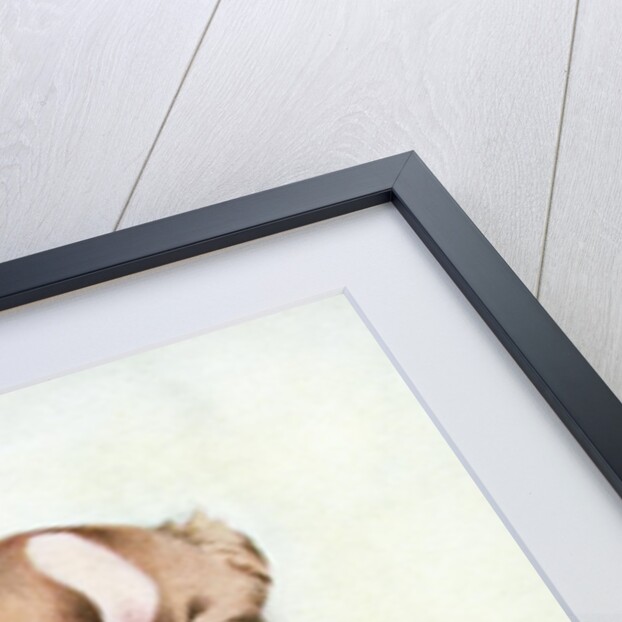 Illustration of St. Bernard Puppy by Edward Julius Detmold