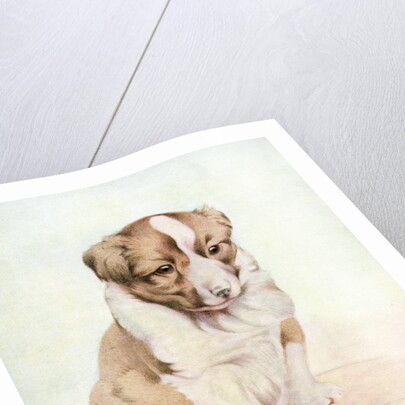 Illustration of St. Bernard Puppy by Edward Julius Detmold