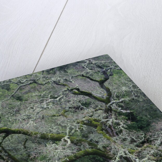 Moss Covered Tree by Anonymous