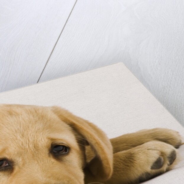 Golden Labrador Retriever Puppy by Anonymous
