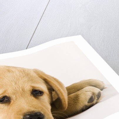 Golden Labrador Retriever Puppy by Anonymous