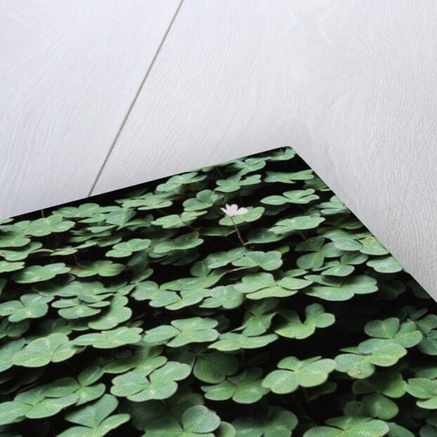 Clover by Anonymous