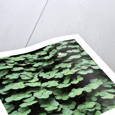 Clover by Anonymous