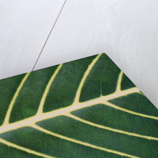 Closeup of Leaf by Anonymous