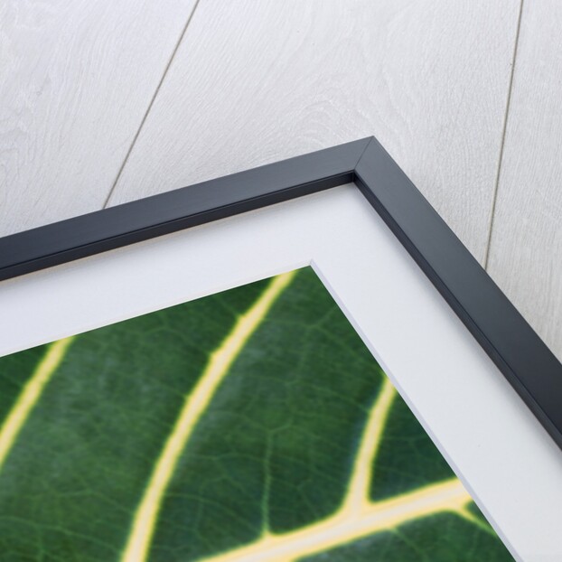 Closeup of Leaf by Anonymous