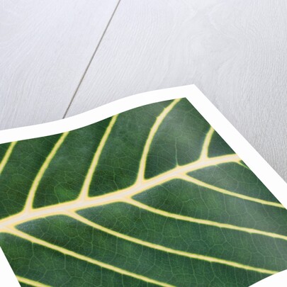 Closeup of Leaf by Anonymous