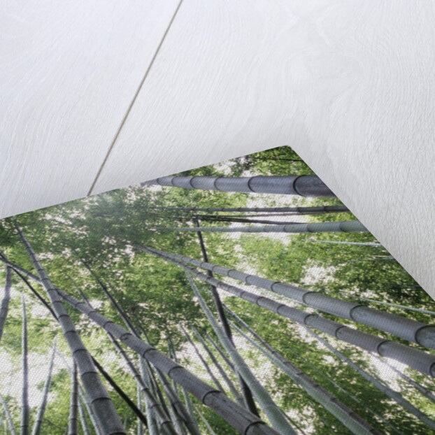 Bamboo Forest by Anonymous