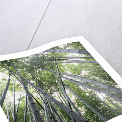 Bamboo Forest by Anonymous
